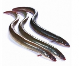 鰻魚